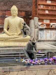 Anuradhapura: Die spirituelle Hauptstadt Sri Lankas – Geschichte, Heiliger Baum & Pilgerreise 